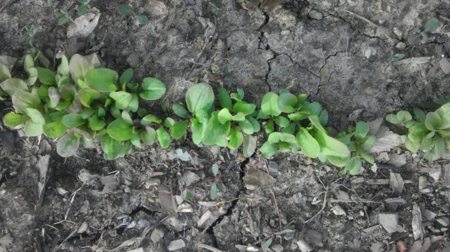 Spinach seedlings