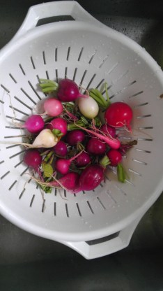 Multi-colored radishes! Yum!